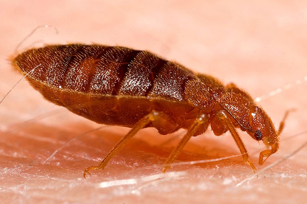 Bed-Bug-MGT