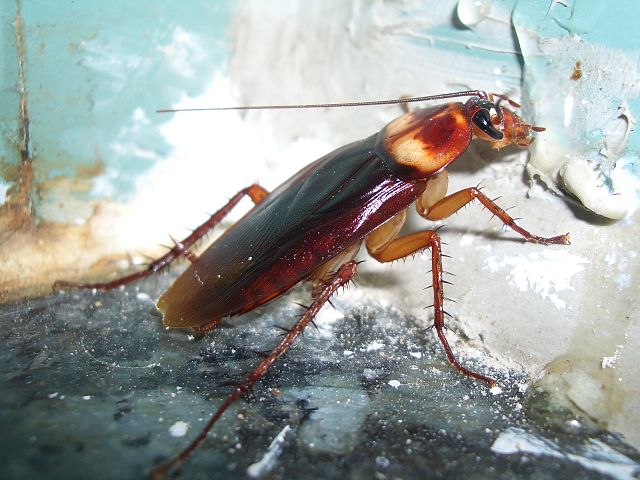 Cockroach-MGT