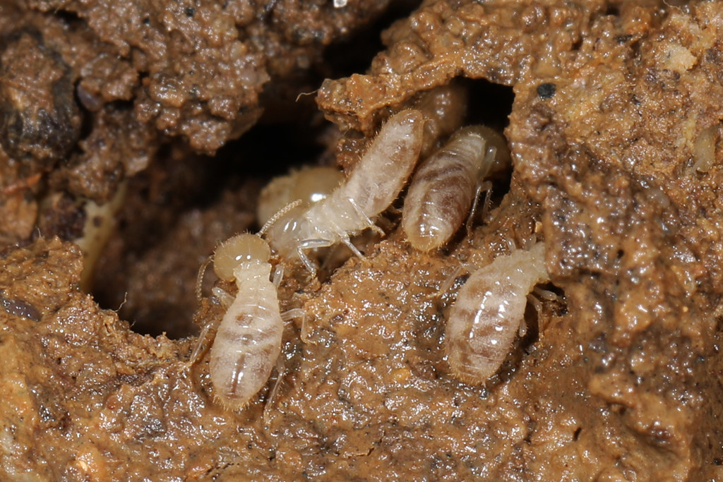 termite termite