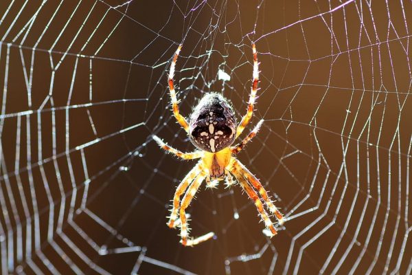 INTEGRATED SPIDER MANAGEMENT SERVICE | COMPANY