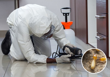 Termite(Demak) Treatment  and  Control