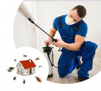 Professional Pest Control Services in Sunshine | Safe & Effective