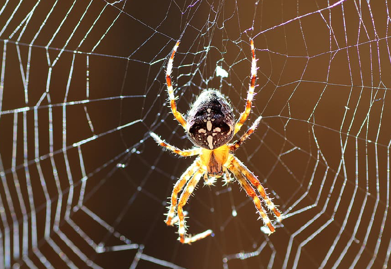 Hiring Professional Spider Management Services