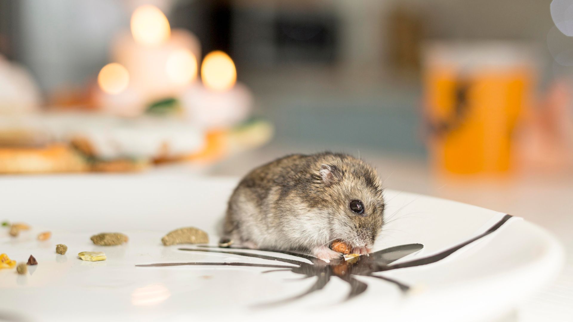 Expert-Rodent-Management-Safeguarding-Your-Home-and-Business