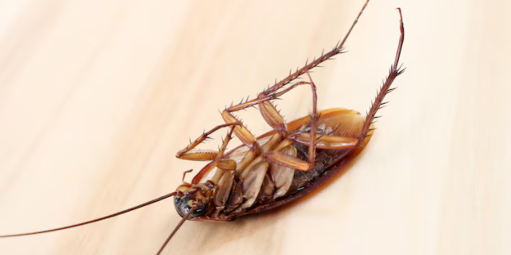 A-deceased-cockroach-rests-on-a-wooden-surface-emphasizing-the-importance-of-removing-pests-from-living-spaces