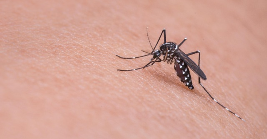 A-close-up-of-a-mosquito-resting-on-a-person-s-arm-highlighting-the-importance-of-mosquito-bites-and-family-safety.