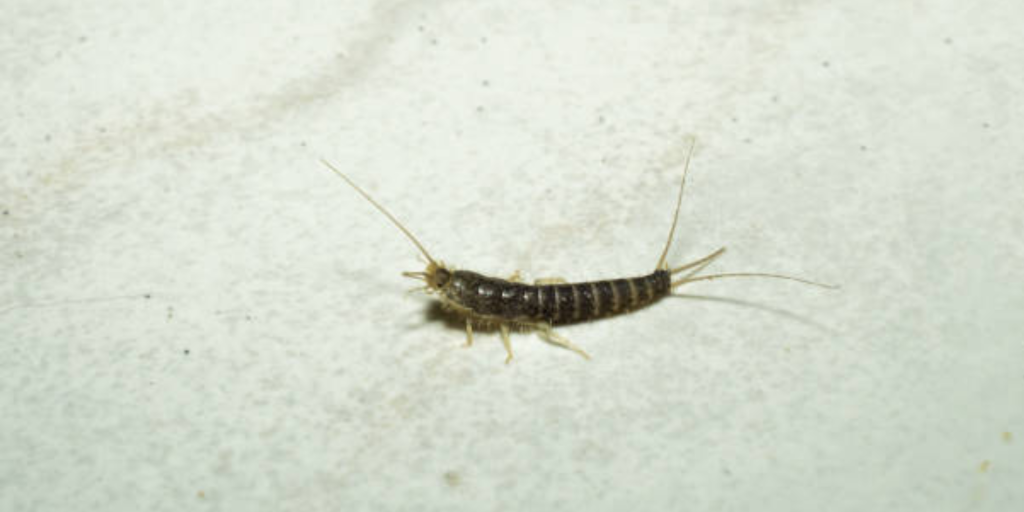 A-small-insect-on-the-floor-representing-a-silverfish-highlighting-natural-pest-control-solutions-for-a-home