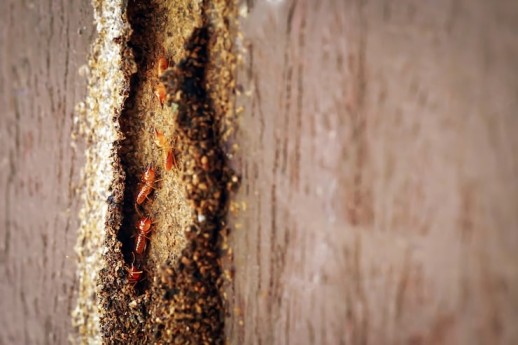 Best Termite Control Services in Sangrur