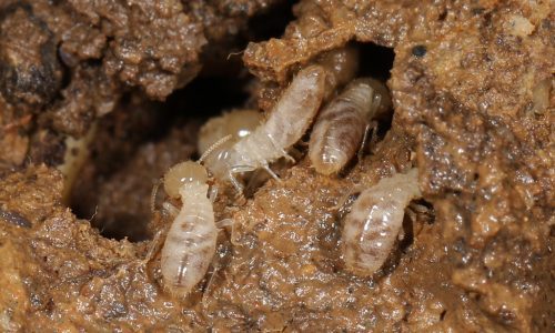 Termite-Treatment